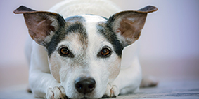 cute dog